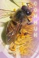 пчелы, улей, пчелиный рой - толкование сна по соннику