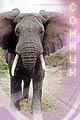 слон, слоник - толкование сна по соннику
