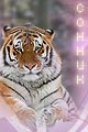 тигр, хищник - толкование сна по соннику